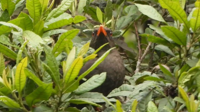 Great Thrush - ML650992472