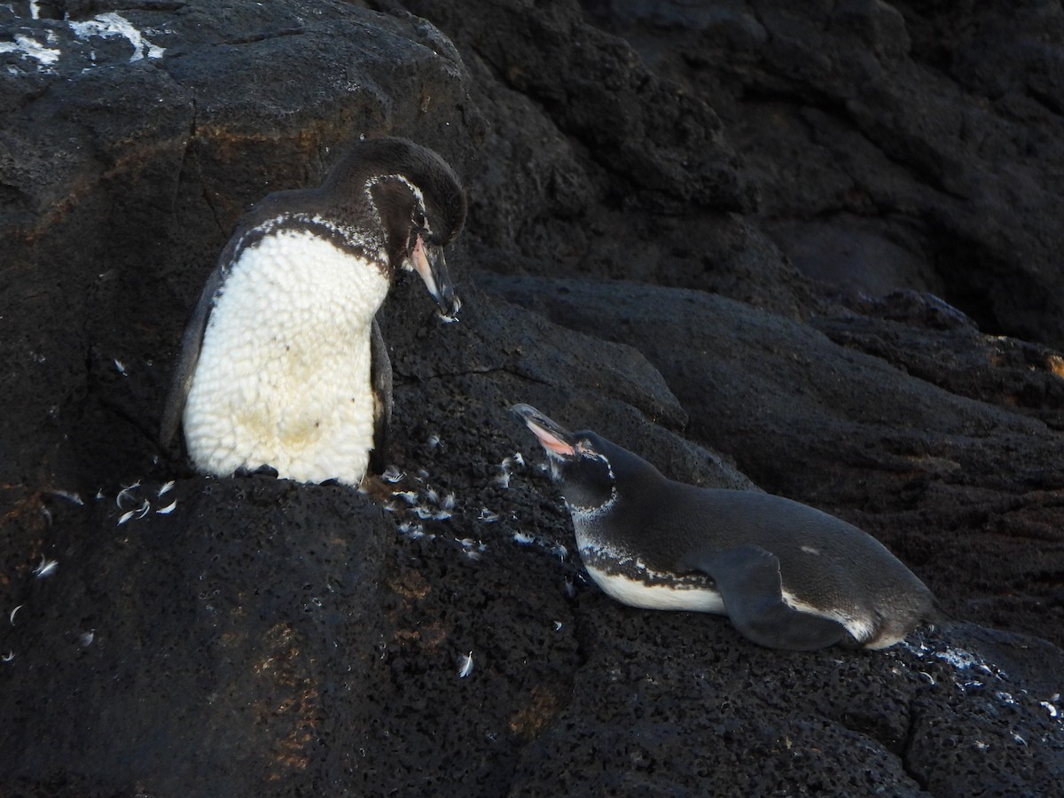 Galapagos Penguin - ML650992492