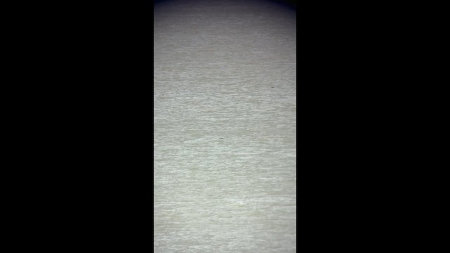 Пестроносый турпан - ML650992605