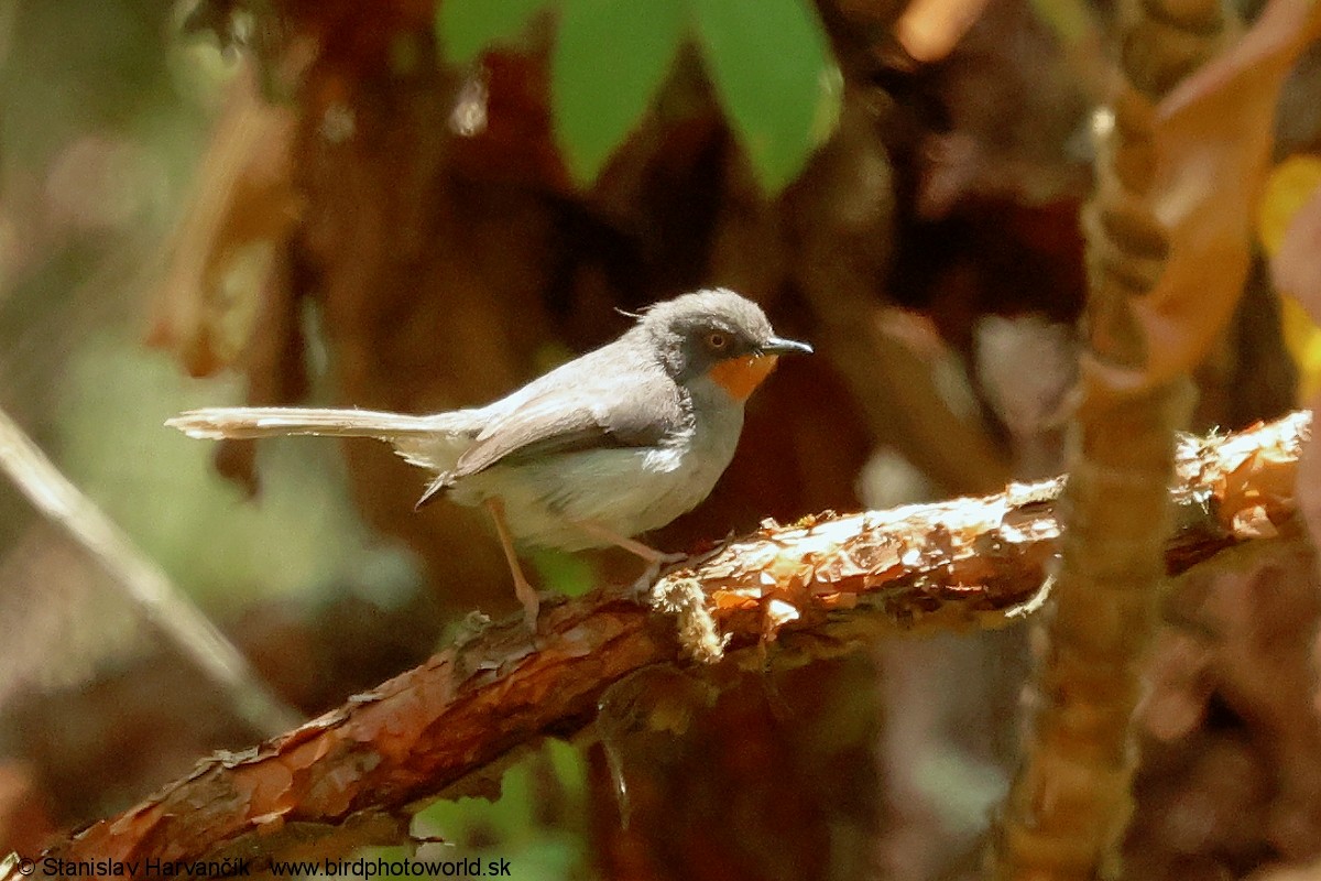Apalis Gorjicastaño - ML650992615