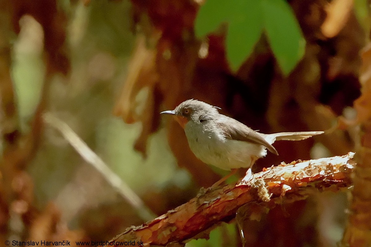 Apalis Gorjicastaño - ML650992616