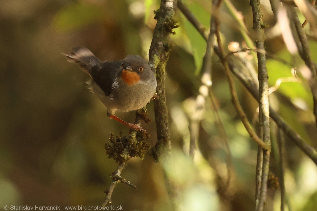 Apalis Gorjicastaño - ML650992617