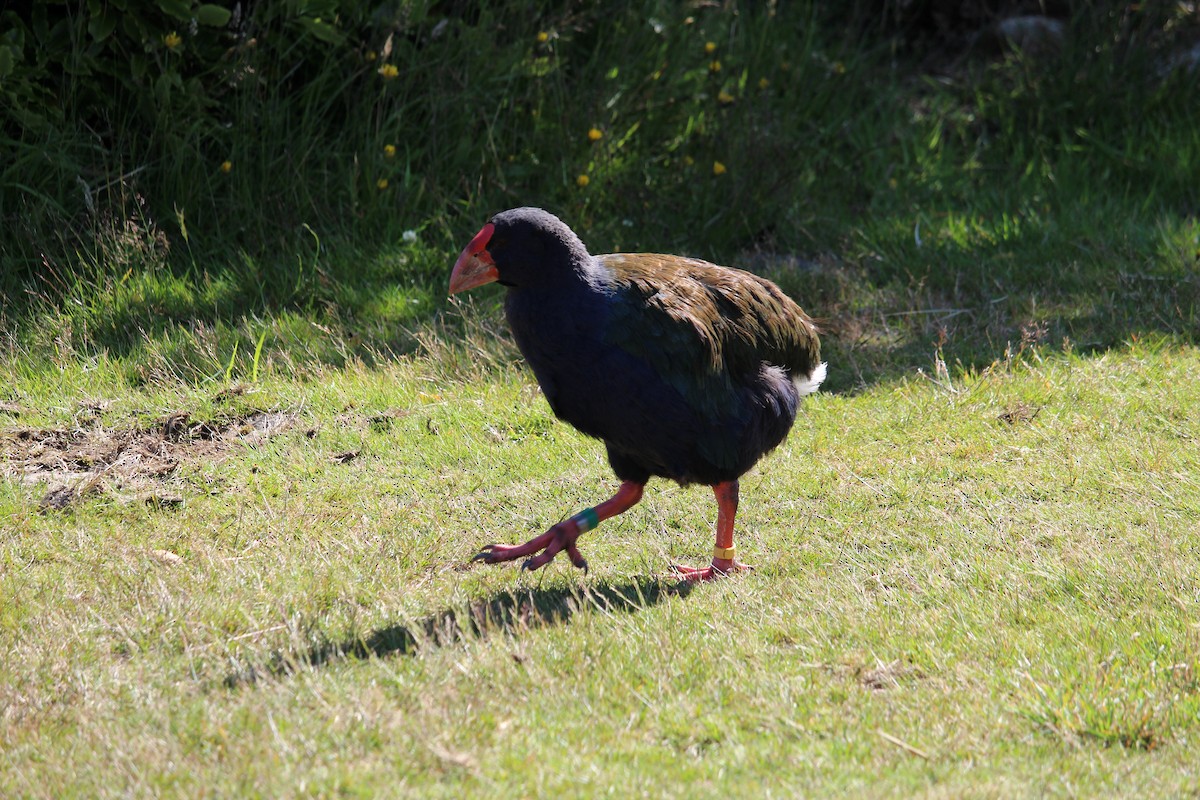 South Island Takahe - ML650992652