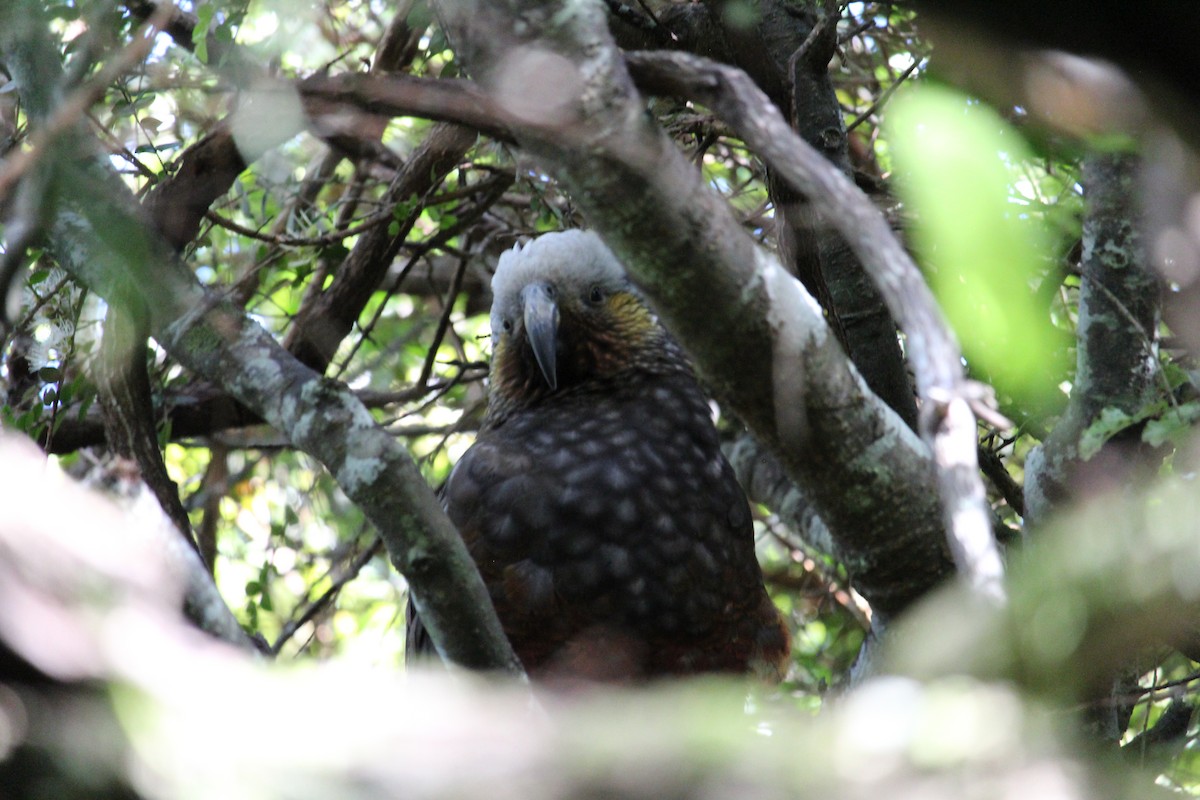 New Zealand Kaka - ML650992687