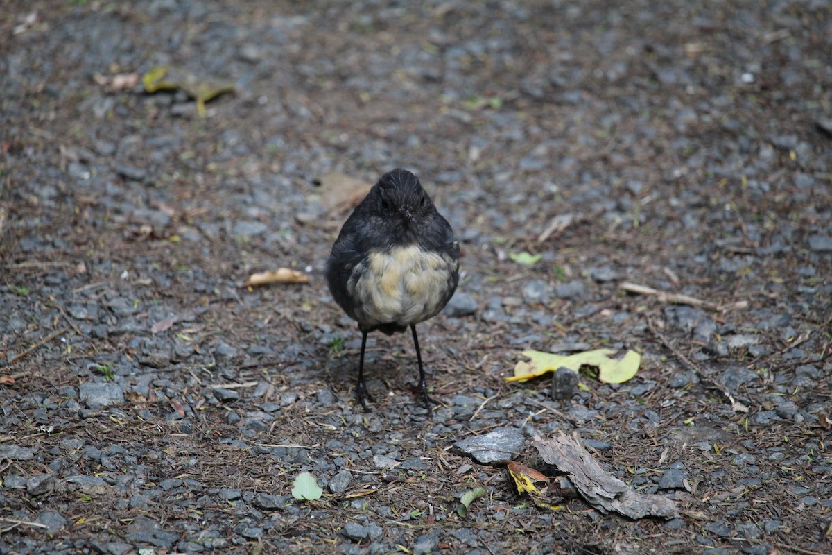 South Island Robin - ML650992730