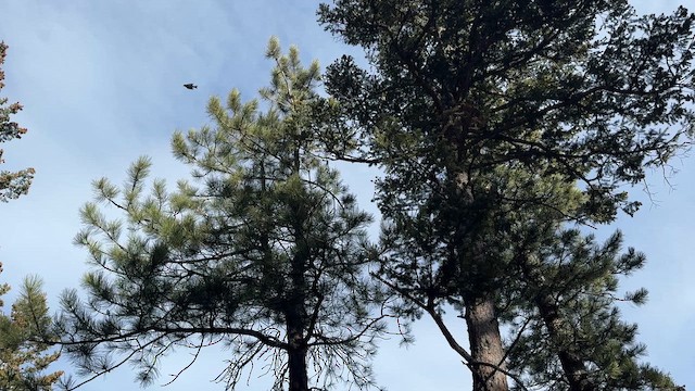 マツノキヒワ - ML650992737