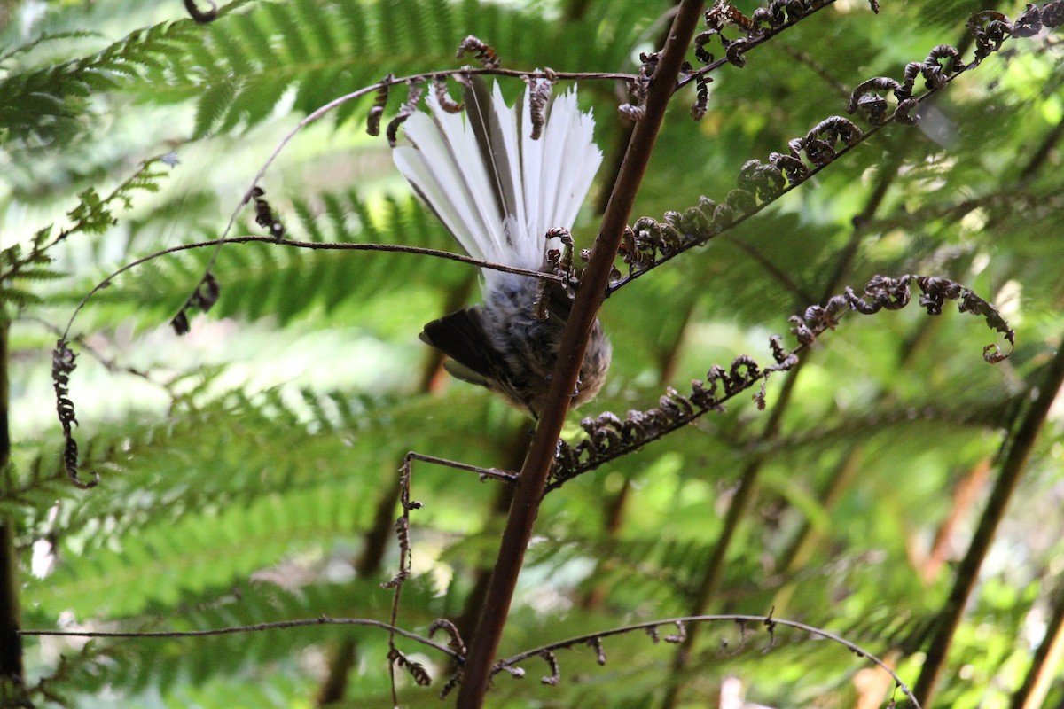New Zealand Fantail - ML650992751