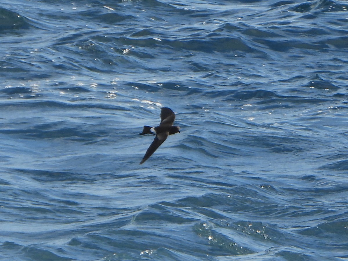 Océanite d'Elliot - ML650992758