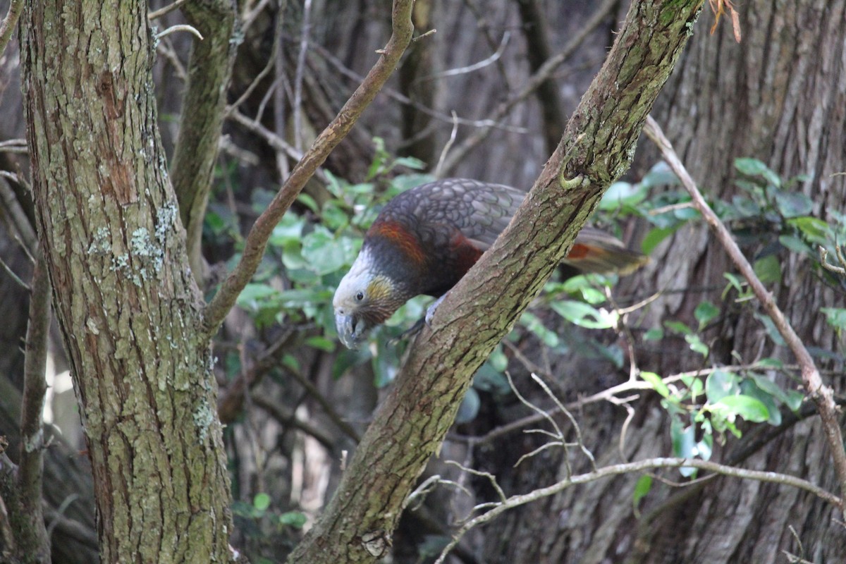 New Zealand Kaka - ML650992760