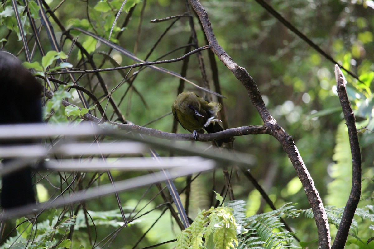 New Zealand Bellbird - ML650992792