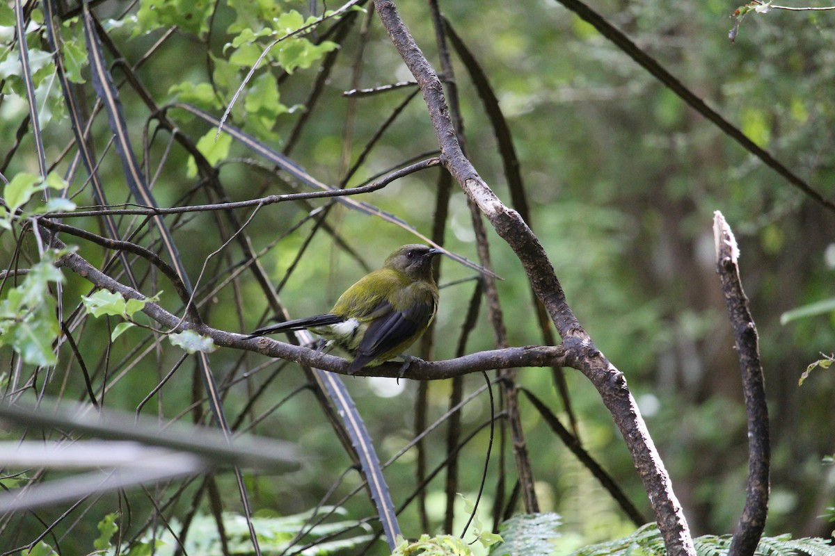 New Zealand Bellbird - ML650992800