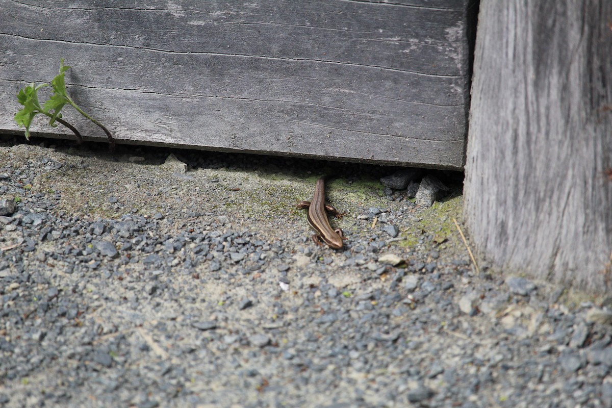 Animali - ML650992872