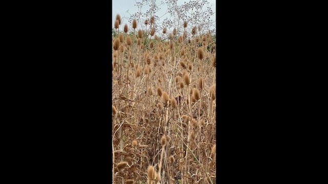 Красная арагуира - ML650992883