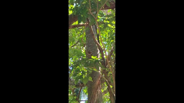 Бледногрудый дрозд - ML650992923