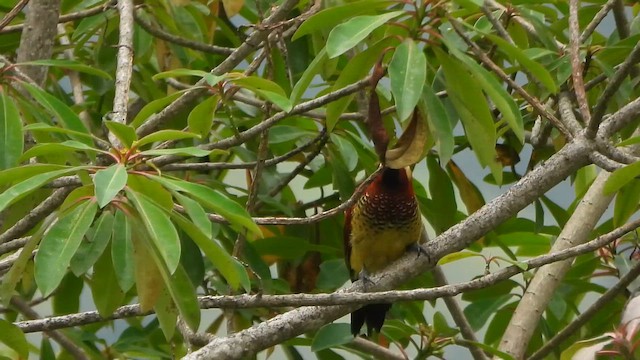 Crimson-mantled Woodpecker - ML650992965