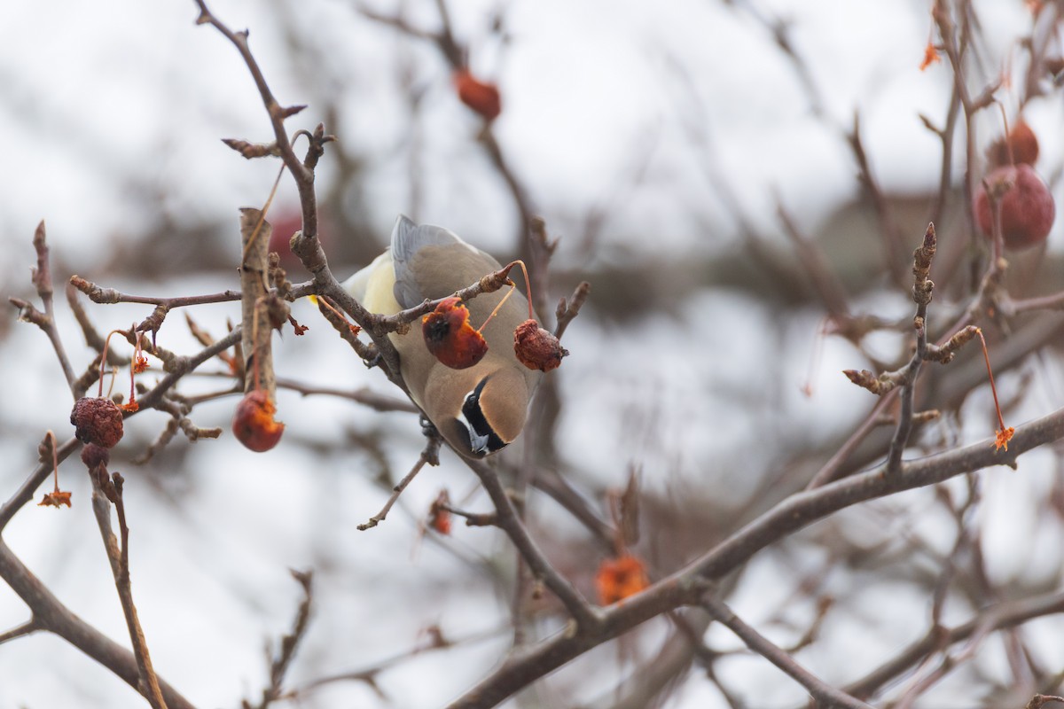 ציצנית אמריקנית - ML650993086