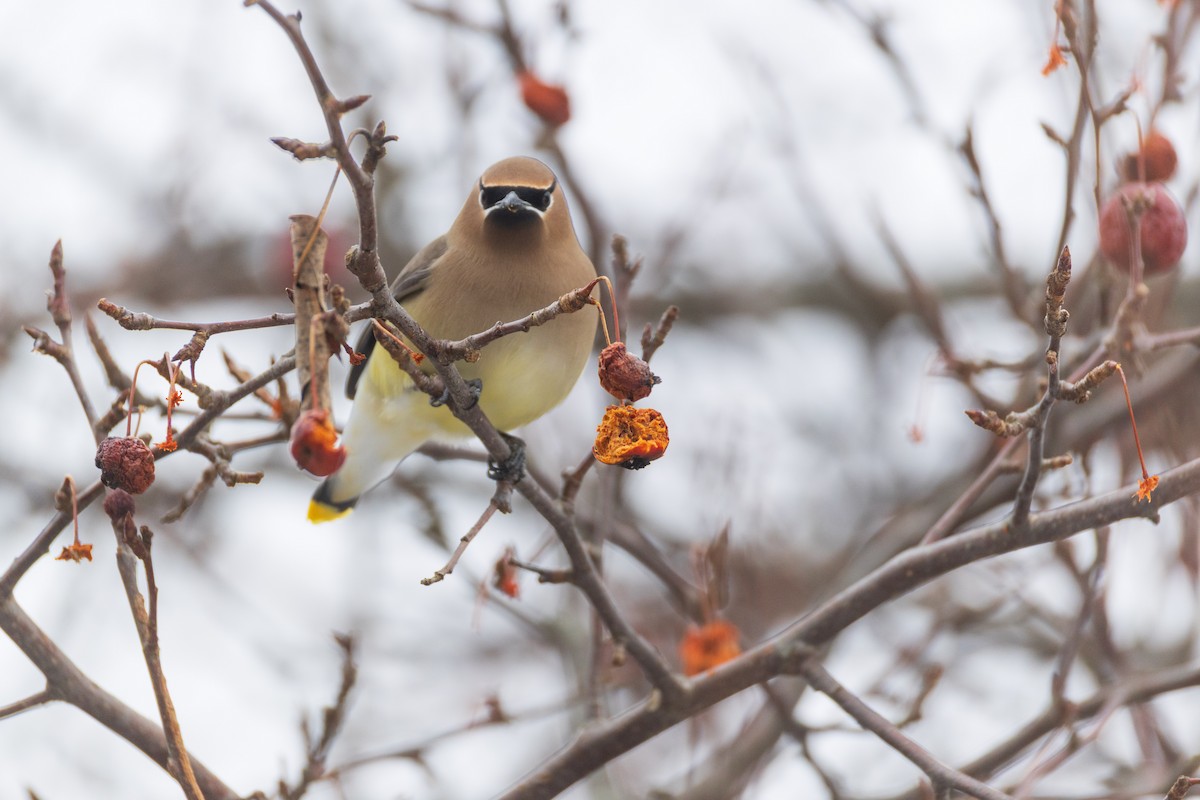 ציצנית אמריקנית - ML650993087