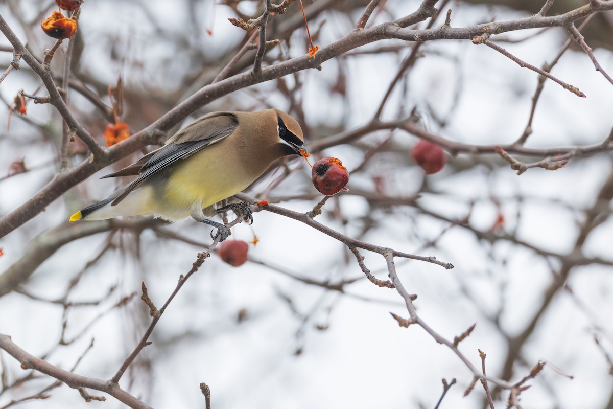 ציצנית אמריקנית - ML650993088
