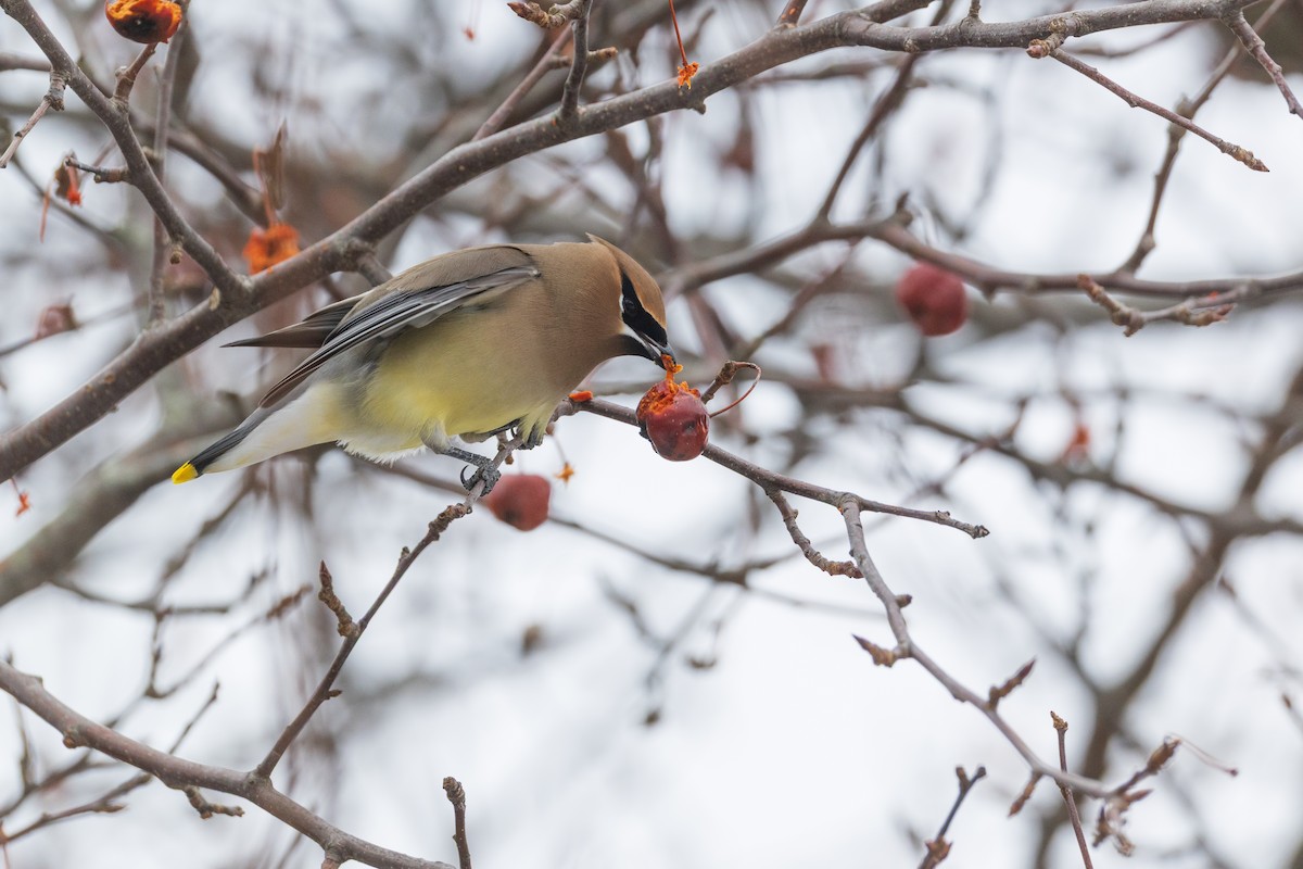 ציצנית אמריקנית - ML650993089