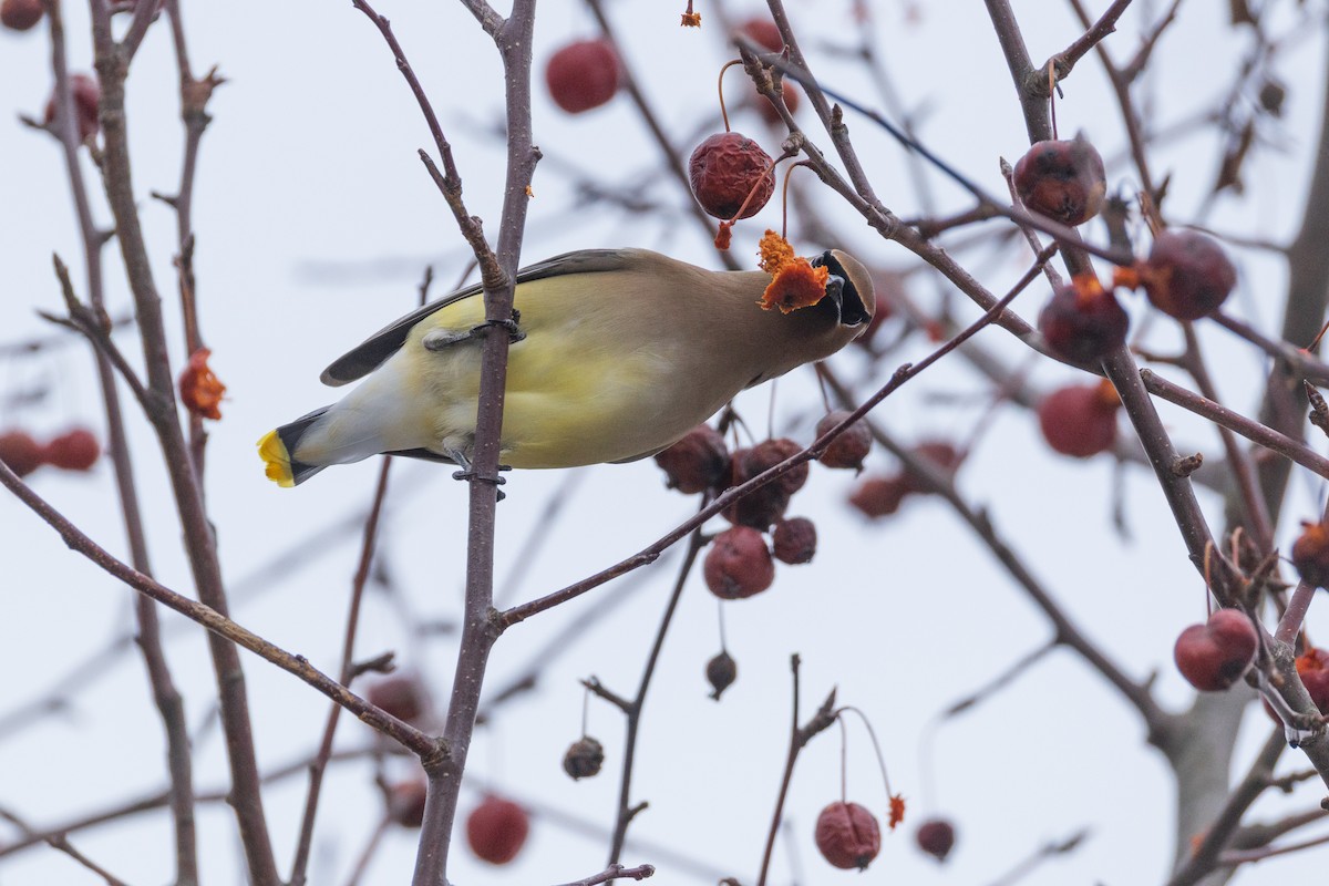 ציצנית אמריקנית - ML650993090