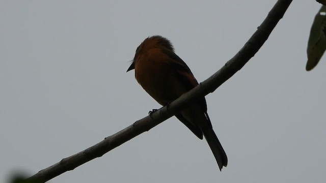 Cinnamon Flycatcher - ML650993117