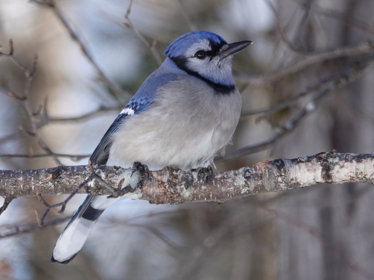 Голубая сойка - ML650993174