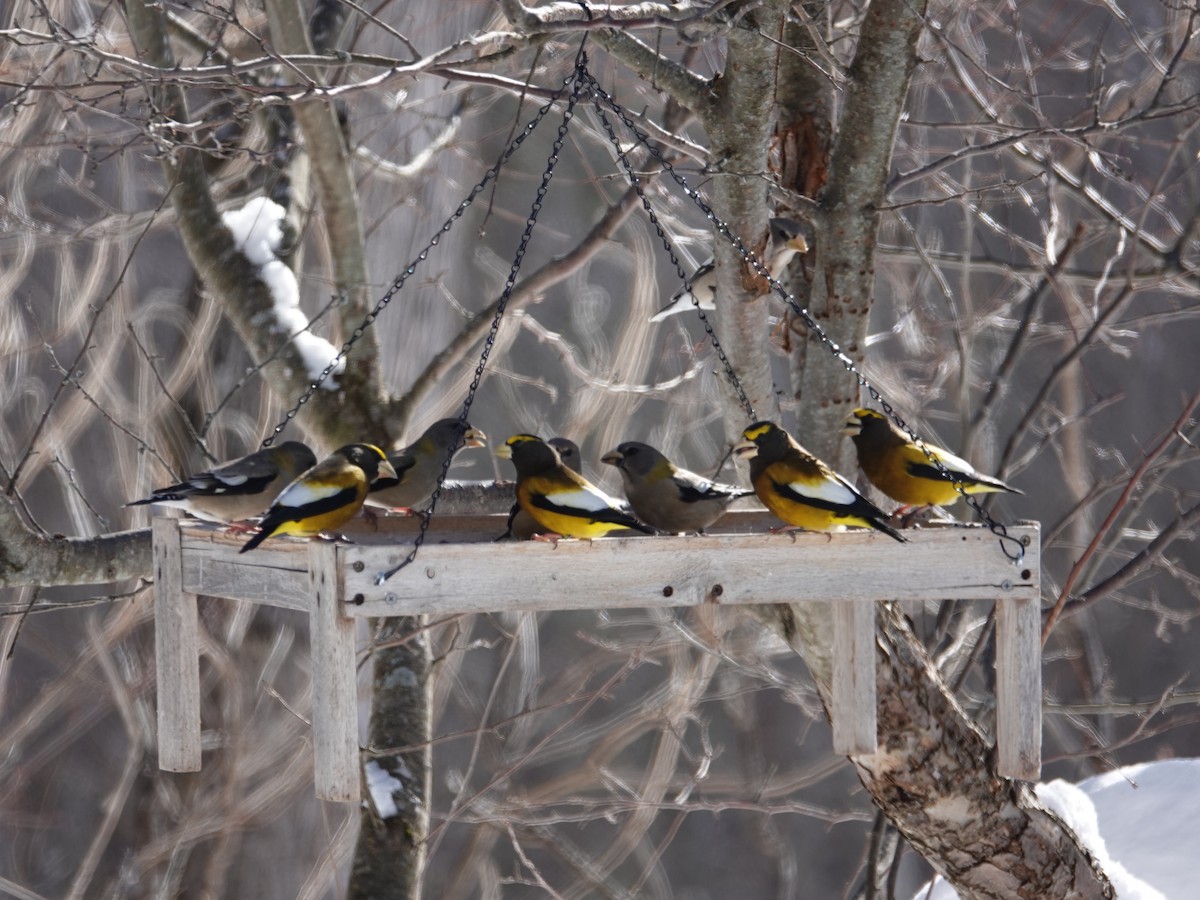 Вечерний дубонос - ML650993207