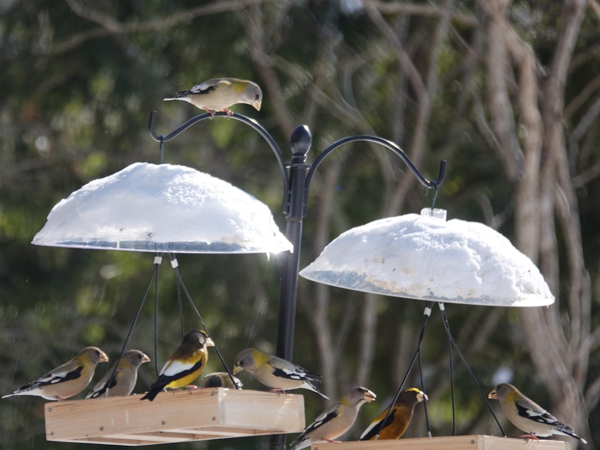 Вечерний дубонос - ML650993208