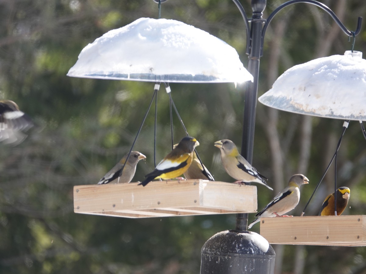 Вечерний дубонос - ML650993209