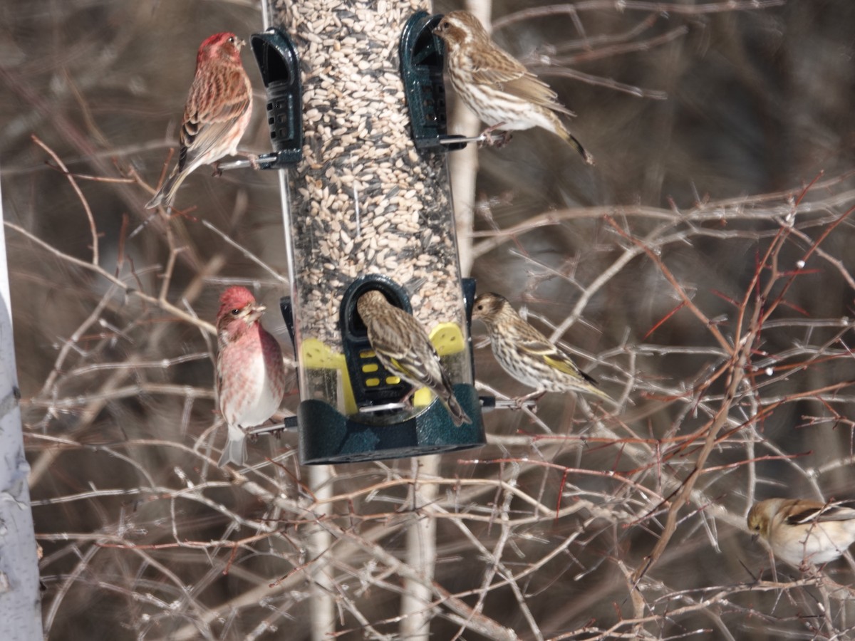 Пурпурная чечевица - ML650993267