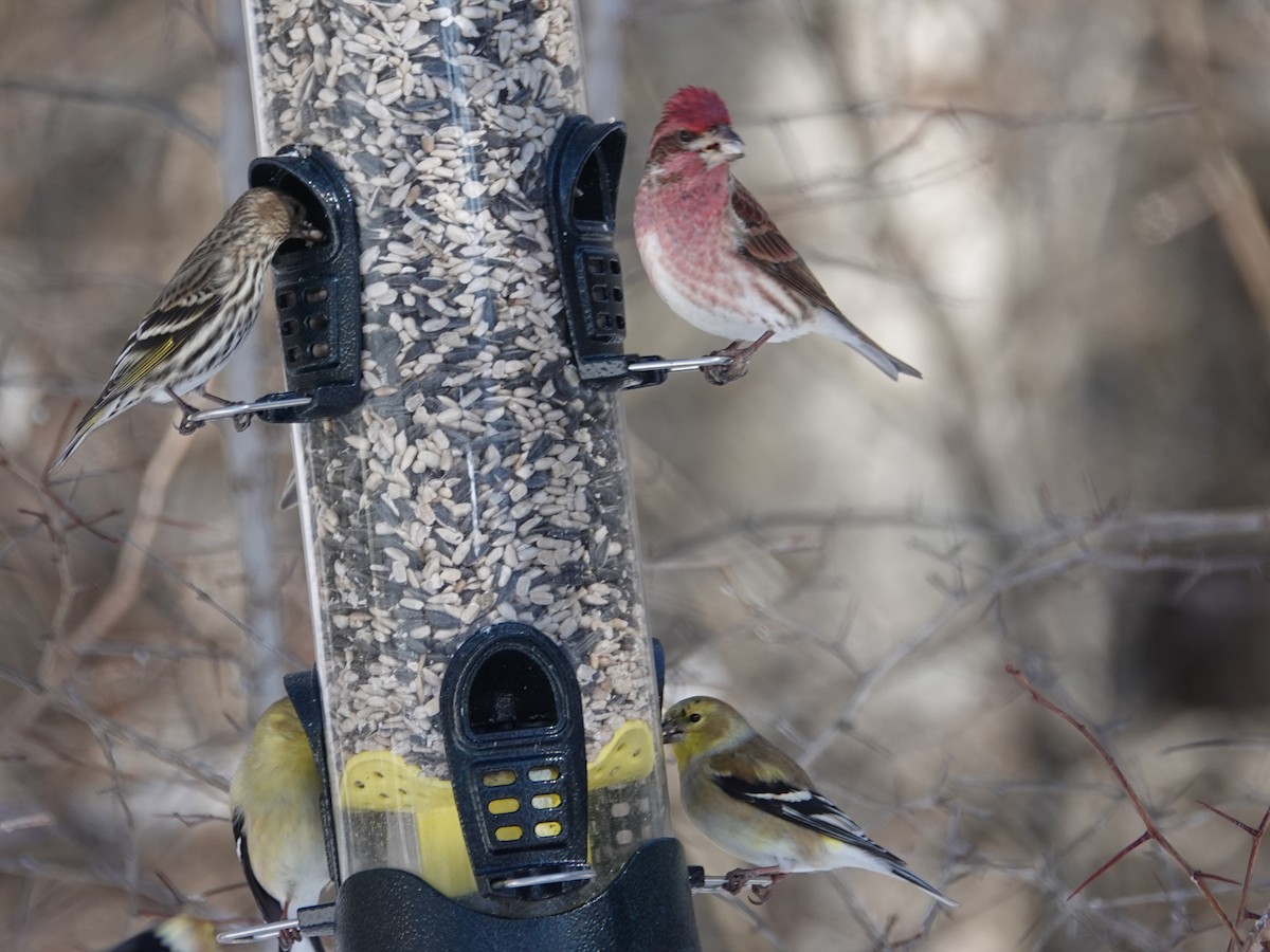 Пурпурная чечевица - ML650993268