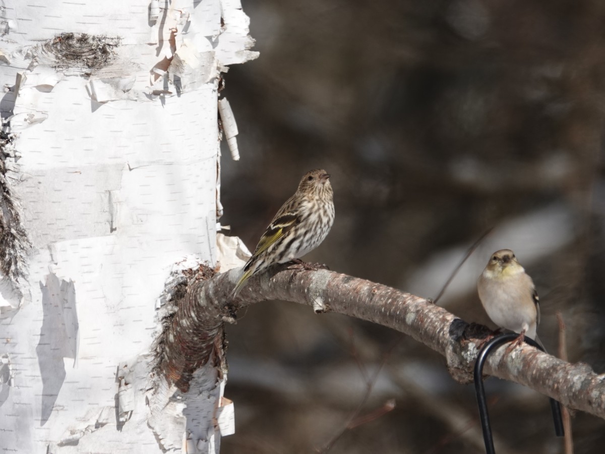 Сосновый чиж - ML650993321