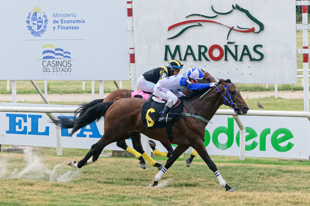 Burrowing Owl - ML650993322