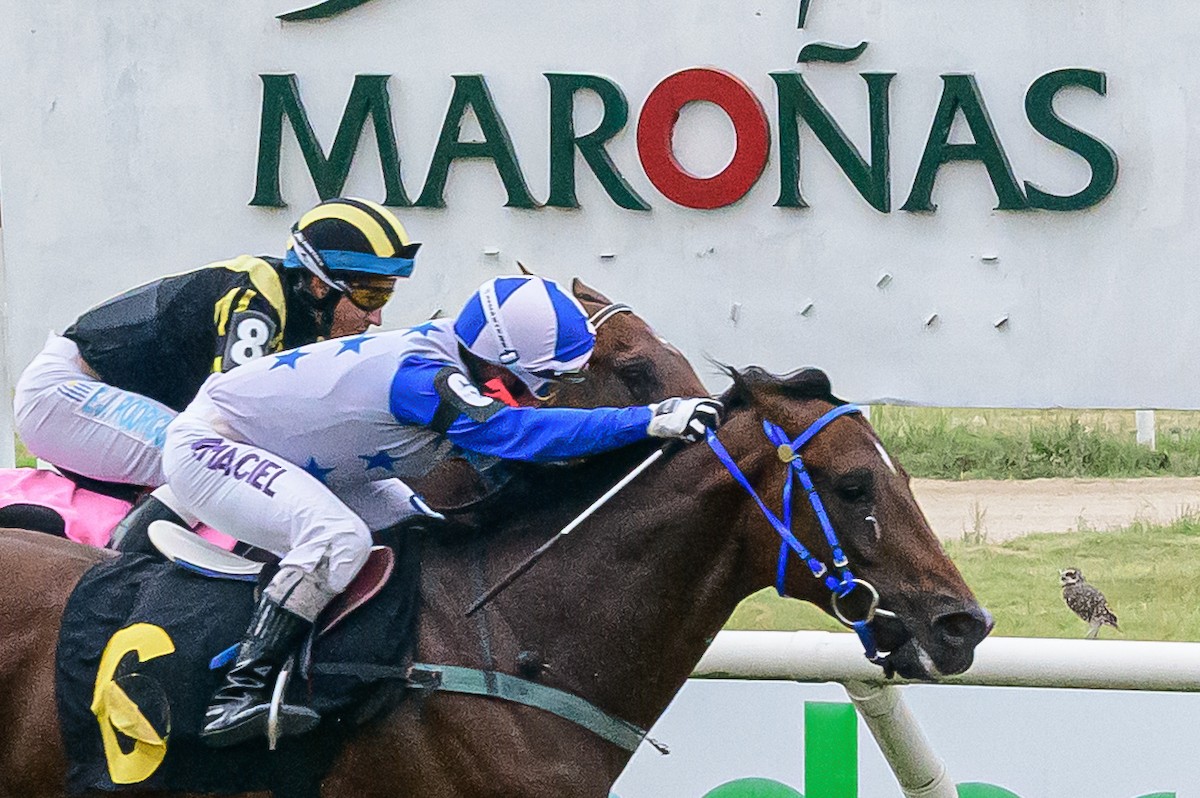 Burrowing Owl - ML650993367