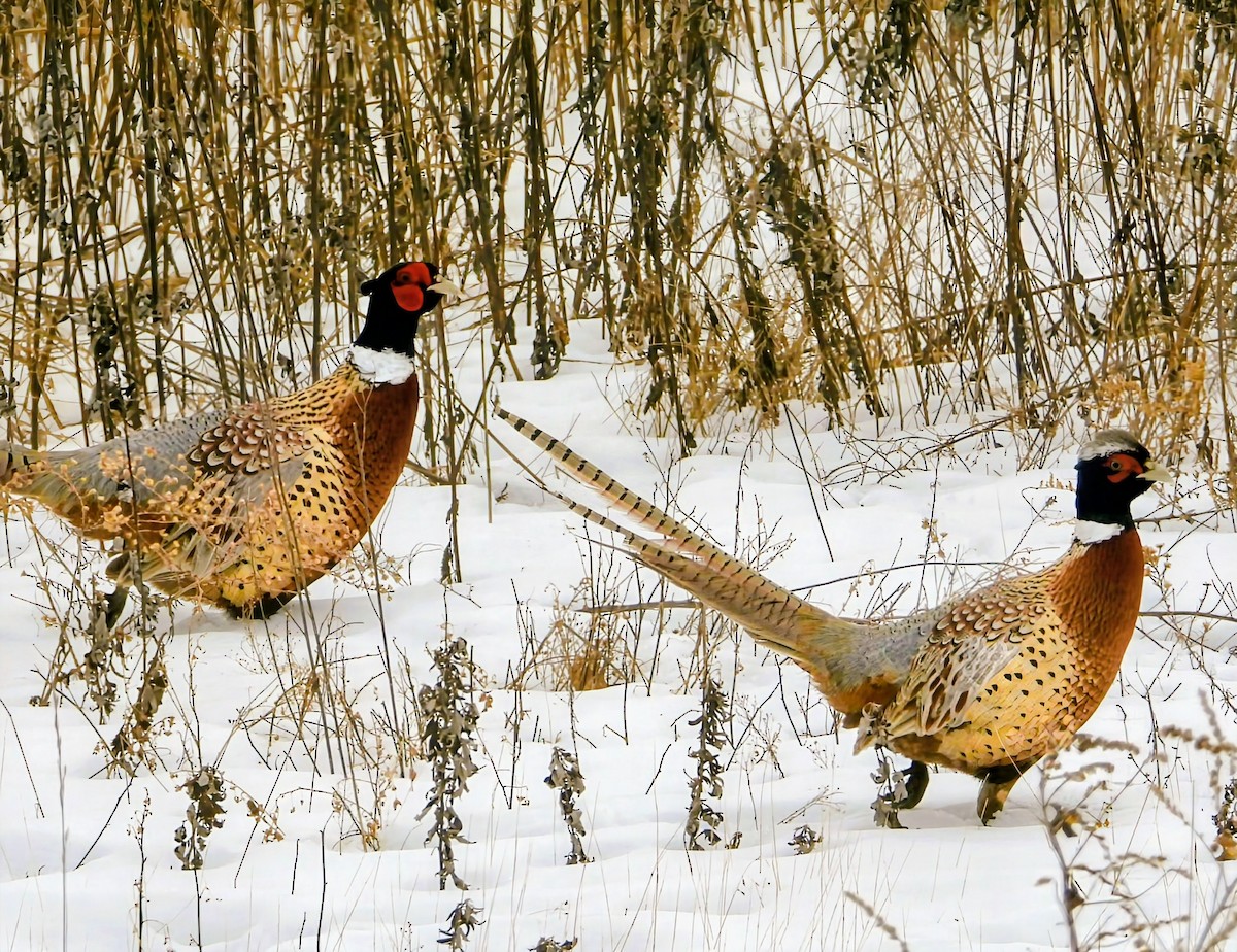 Ring-necked/Green Pheasant - ML650993548