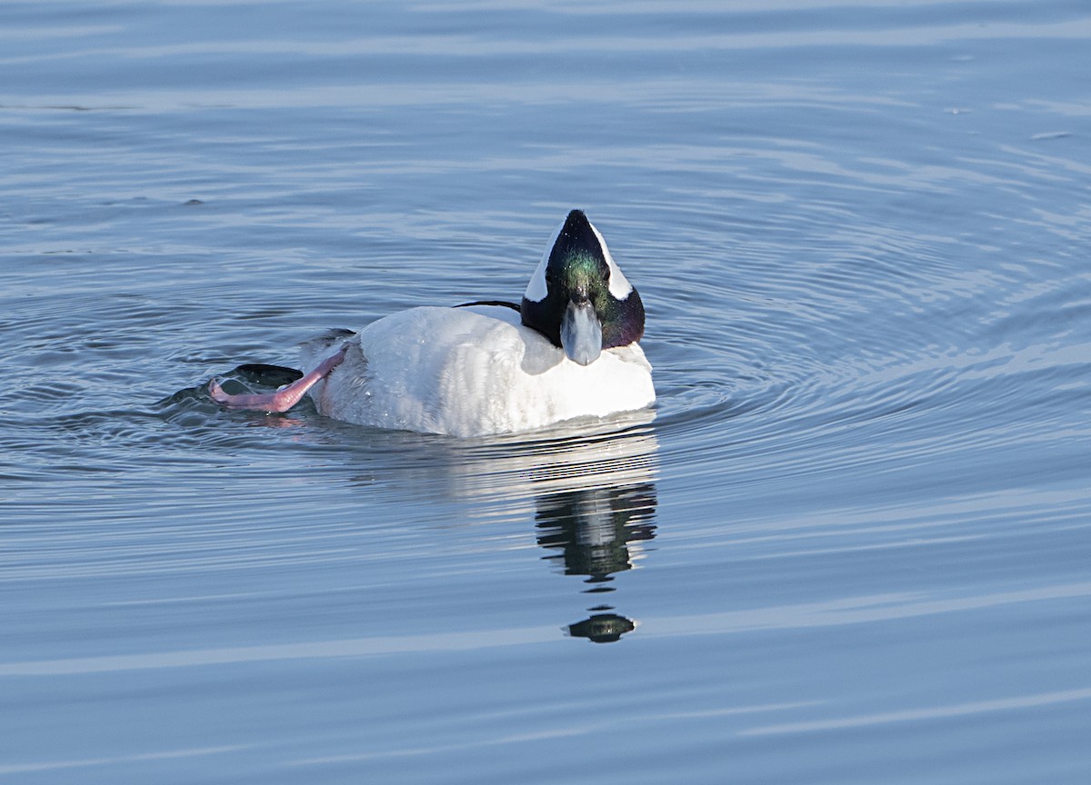 Bufflehead - ML650993621