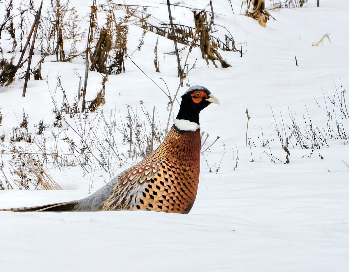 Ring-necked/Green Pheasant - ML650993640