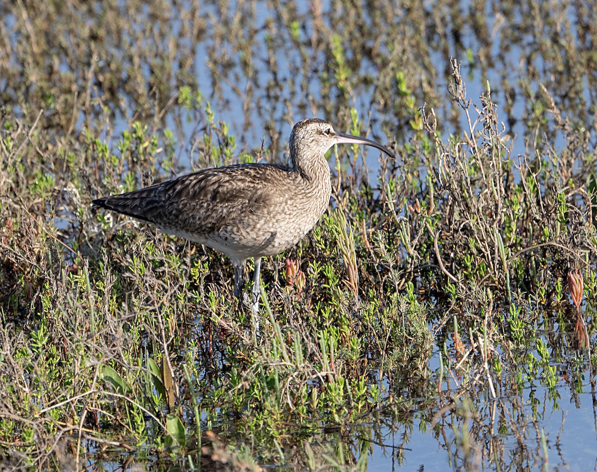 Hudsonian Whimbrel - ML650993655