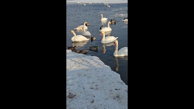 Кряква - ML650993667