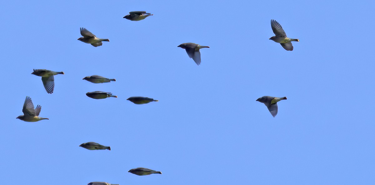 ציצנית אמריקנית - ML650993677