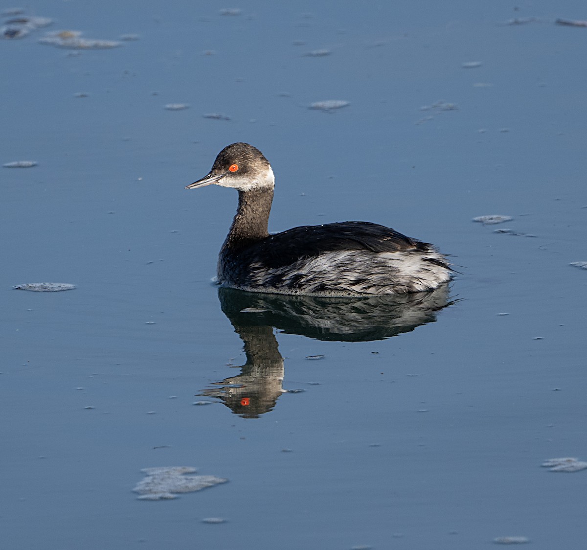 Eared Grebe - ML650993678
