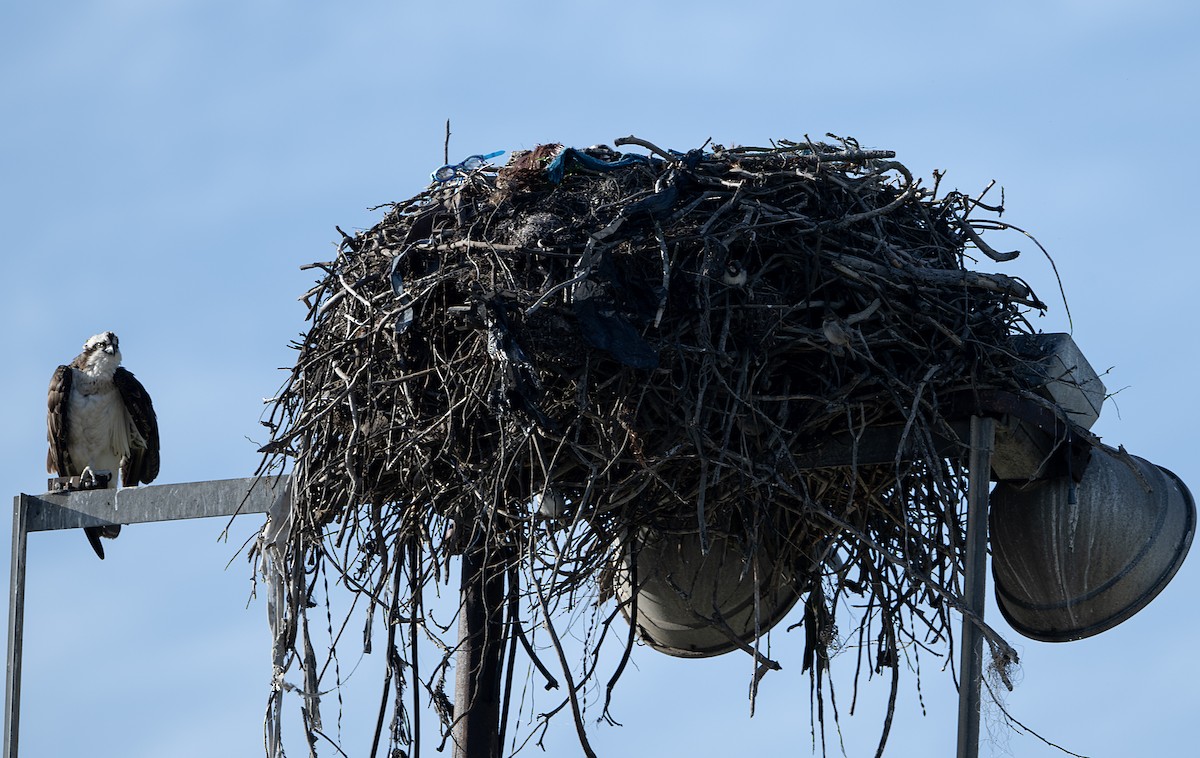 Osprey - ML650993714