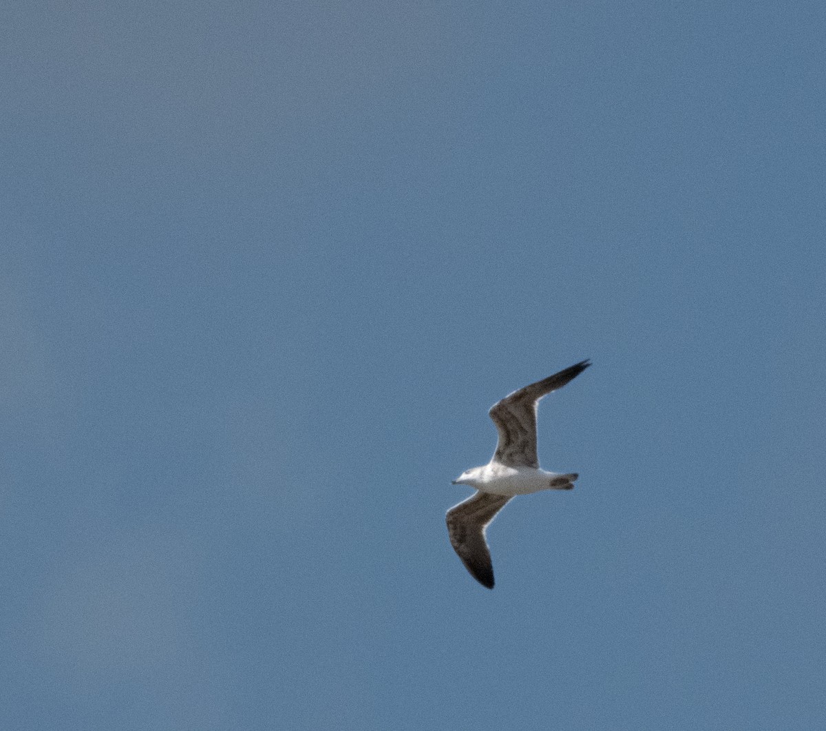 Heringsmöwe - ML650993785