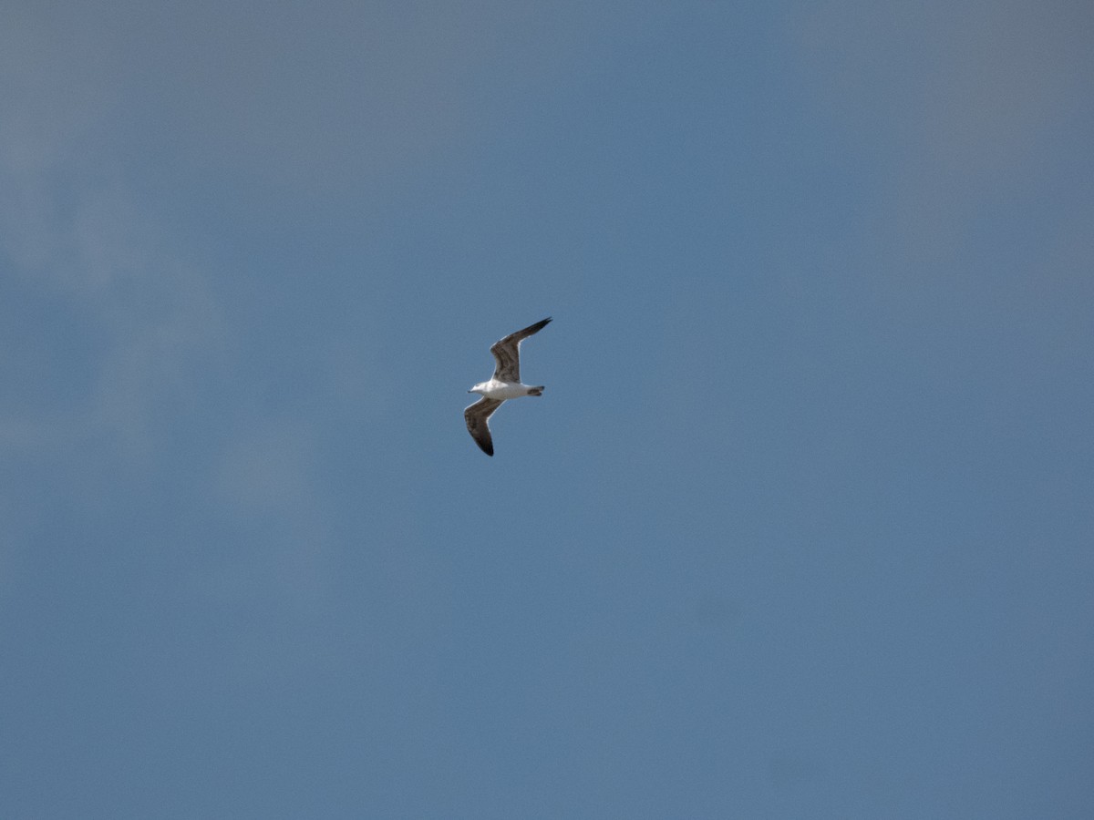 Heringsmöwe - ML650993787