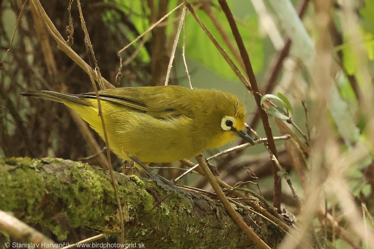 Anteojitos Serrano Kikuyu - ML650993828