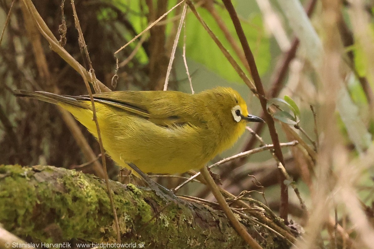 Anteojitos Serrano Kikuyu - ML650993831