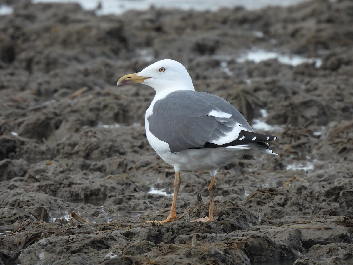 Heringsmöwe - ML650993835