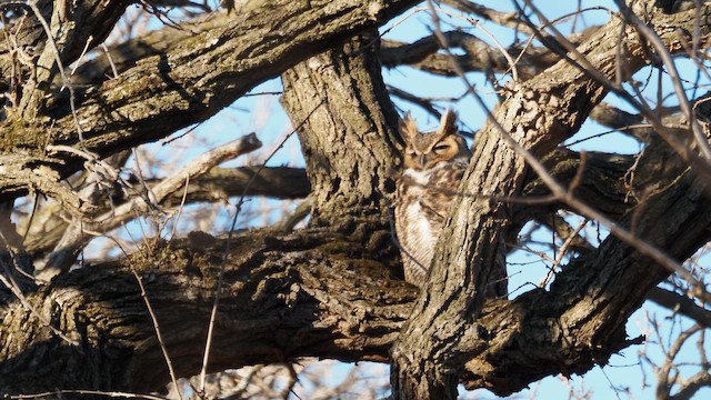 アメリカワシミミズク - ML650993881