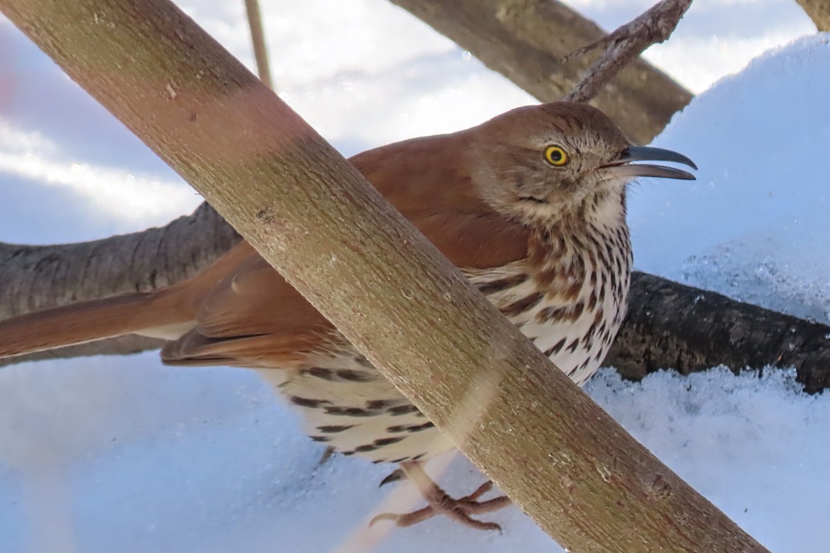 Brown Thrasher - ML650993882