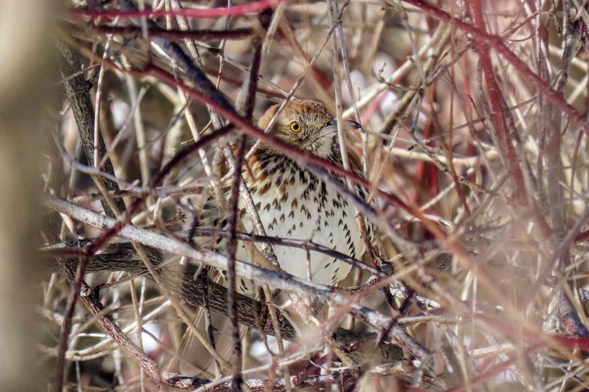 Brown Thrasher - ML650993888